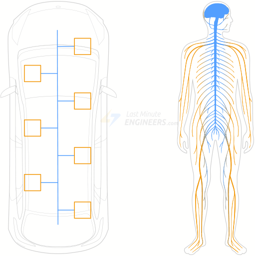 CAN bus as a car nervous-system analogy